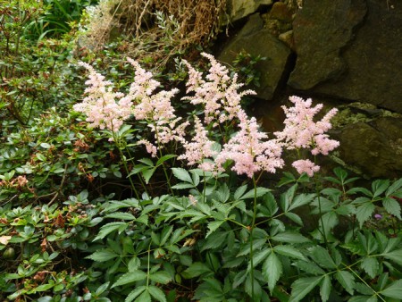 Astilbe ve stínu kamenné zídky